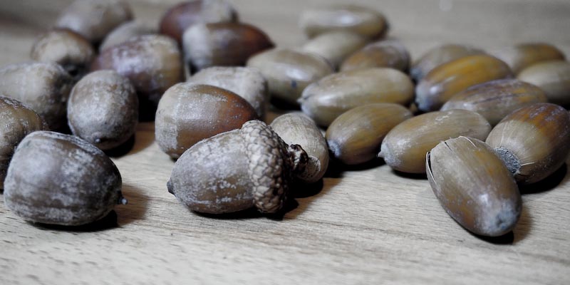 Eichel-Küche Teil 1