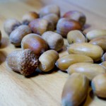 Stieleicheln und Eicheln der Roteiche