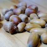 Eicheln von Stieleiche und Roteiche