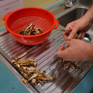 Geputzte Löwenzahnwurzeln