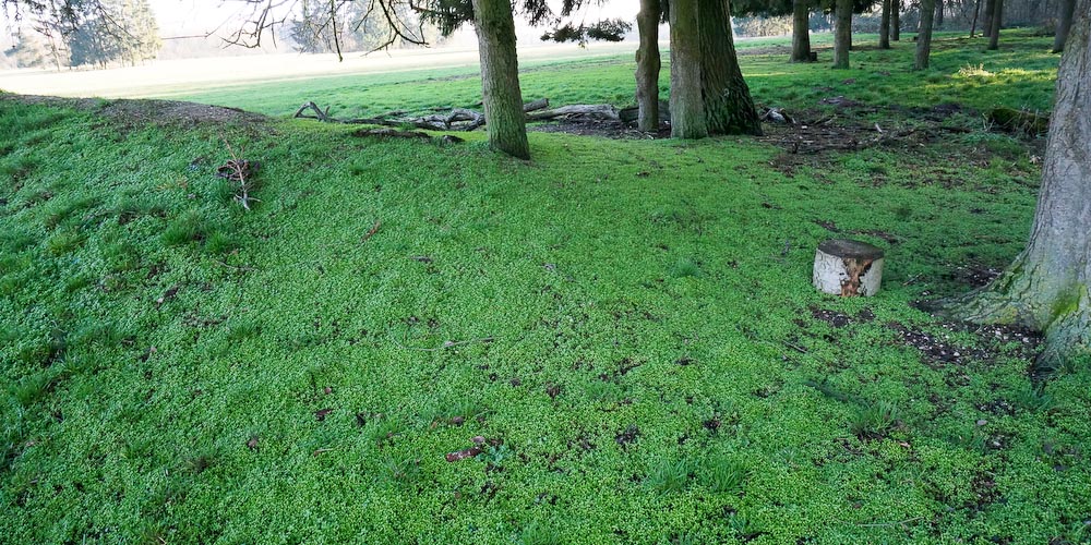 Frisch, grün, frühlingshaft. Grüner Smoothy vom 24.&nbsp;Dezember