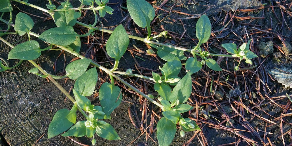 Vogelmiere meets Schwarze Johannisbeere. Grüner Smoothy vom 28.&nbsp;Dezember