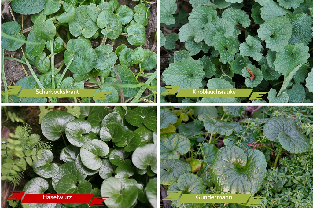 Seminar: Essbare Wildpflanzen sicher&nbsp;erkennen