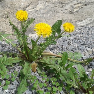 Löwenzahn in Blüte