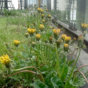 Löwenzahn bei Regen