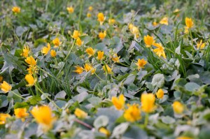 Scharbockskraut in Blüte