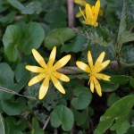 Scharbockskraut-Blüte