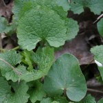 Knoblauchrauke/Scharbockskraut