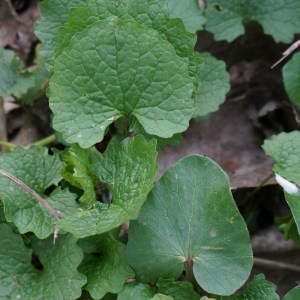 Knoblauchrauke/Scharbockskraut