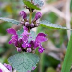 Gefleckte Taubnessel