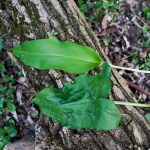 Bärlauch und Aronstab (unten, giftig)