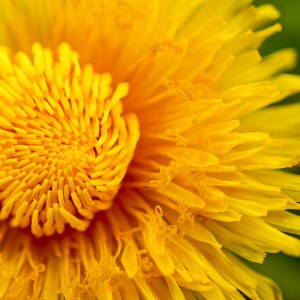 Die Zungenblüten der Löwenzahnblüte