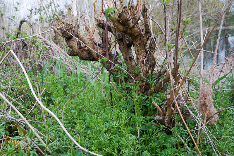 Wilde Stadt. Wildpflanzenspaziergänge am&nbsp;Feierabend