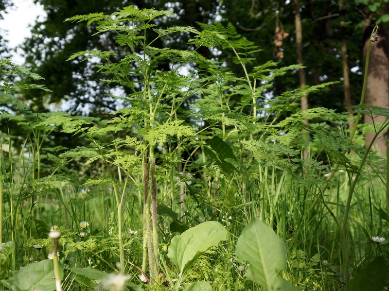 Heute 17:00 – Essbare und giftige Wildpflanzen&nbsp;kennenlernen