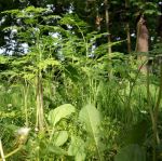 Gefleckter Schierling