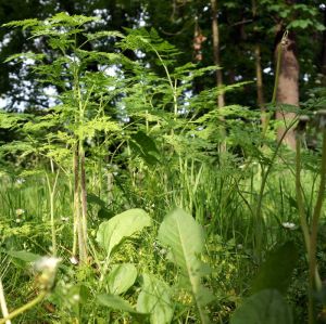 Gefleckter Schierling