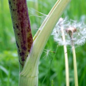 Gefleckter Schierling