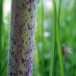 Gefleckter Schierling