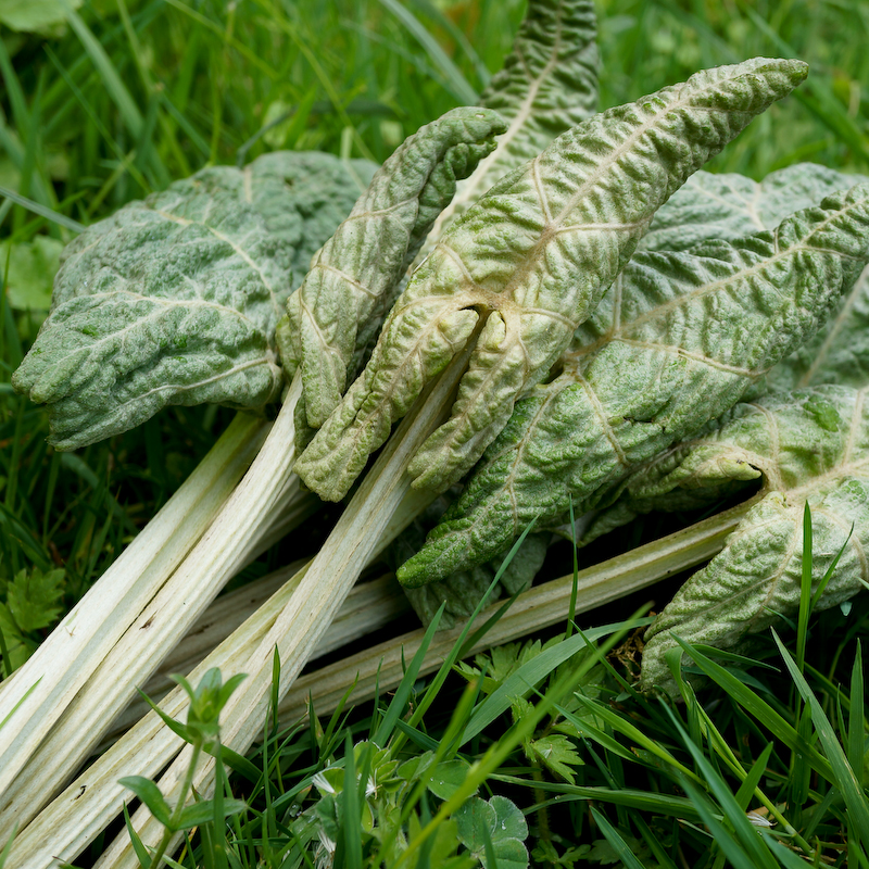 Pestwurzblätter fürs Menü