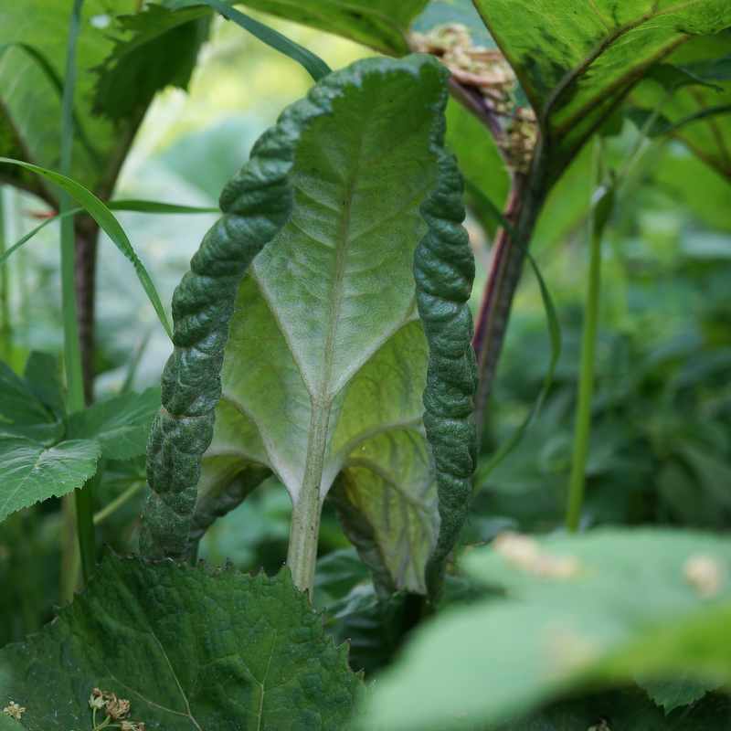 Junges Pestwurzblatt