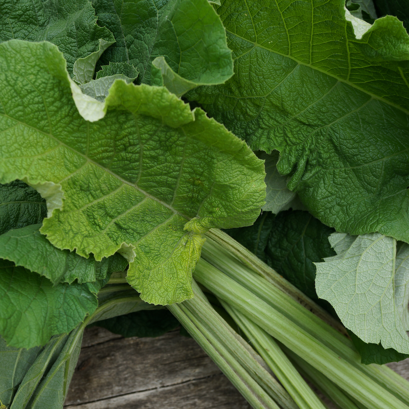 Klettenblätter-Ernte