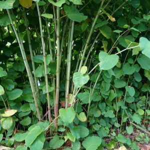 Japanischer Knöterich