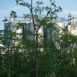 Gefleckter Schierling