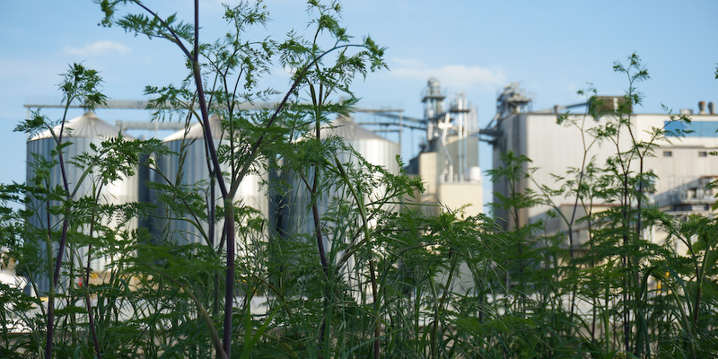 Wilder Abendspaziergang auf der Lazarettspitze – Donnerstag&nbsp;17:30-19:00