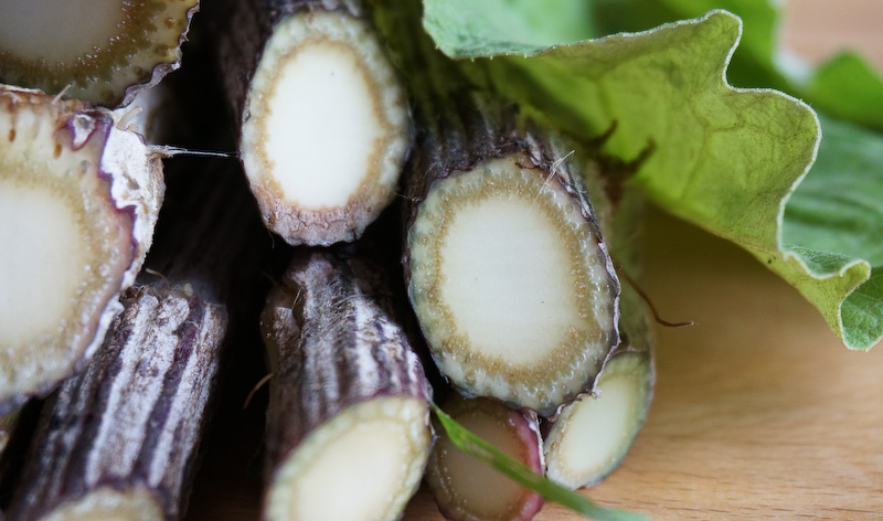 Blütenstengel der Großen Klette