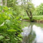 Sacchalinknöterich an der Schwarzen Laber