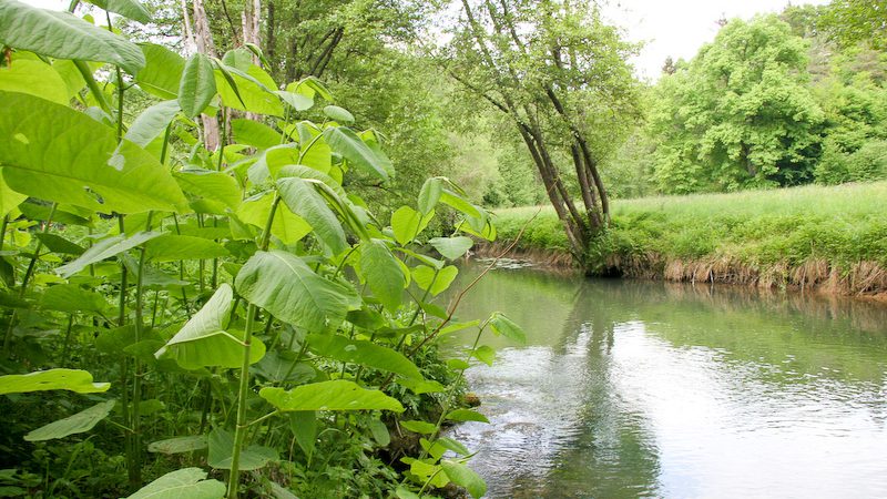 Wildpflanzenwanderung in Beratzhausen – Sonntag 12. Juni&nbsp;14:30