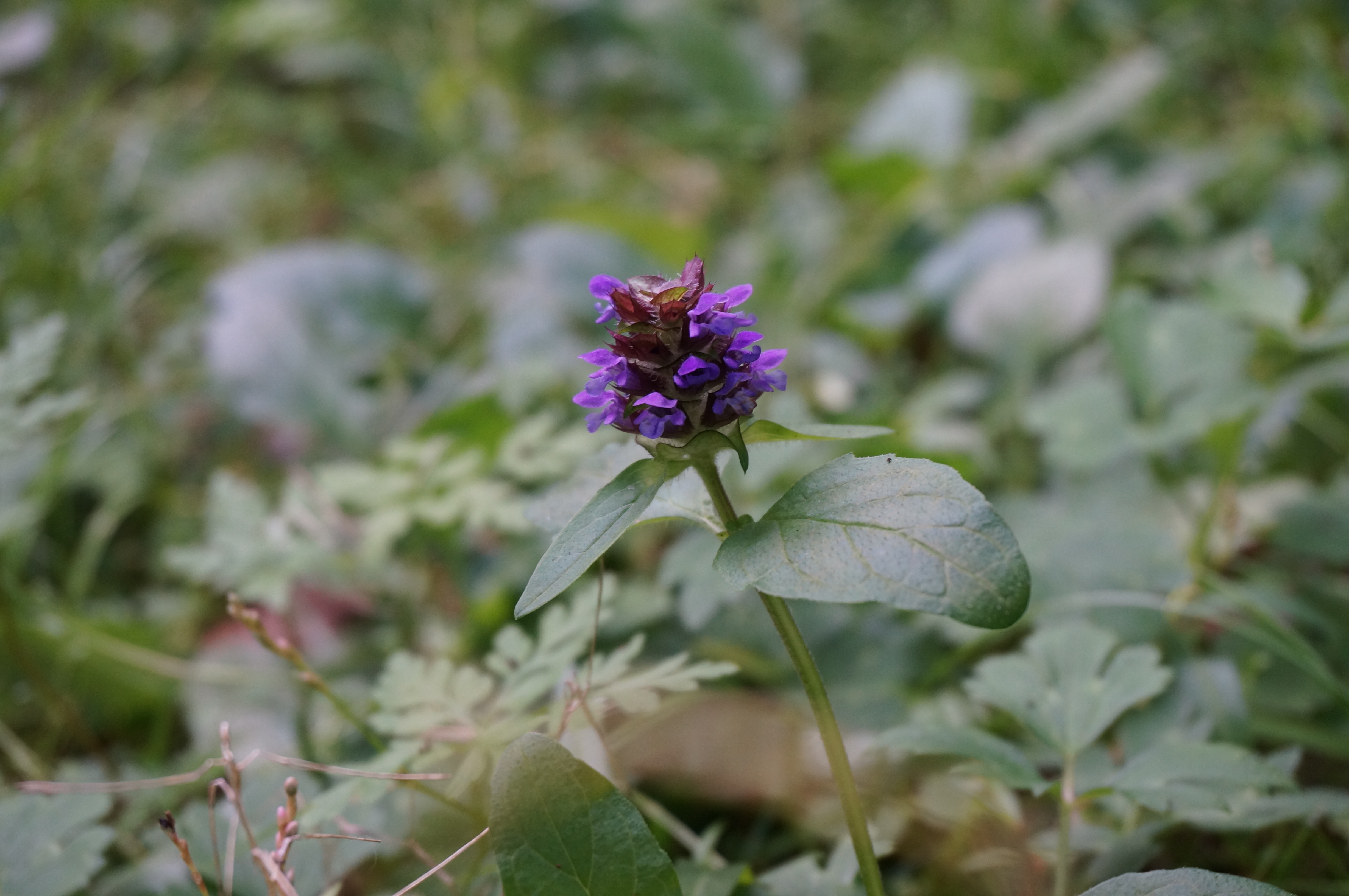 Ein kleiner Spaziergang zu den wilden Pflanzen . Freitag 14. Oktober 16:00-17:00