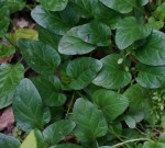 Junge Triebe der Kleinen Braunelle