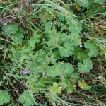 Storchenschnabel-Art