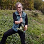 Distelernte mit dem Japanischen Gartemesser