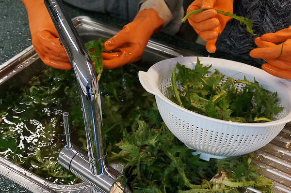 Blätter der Krausen Distel