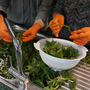 Blätter der Krausen Distel