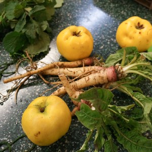 Nachtkerzenwurzel und Quitten