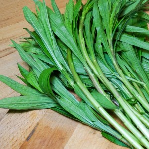 Triebe der Kanadischen Goldrute