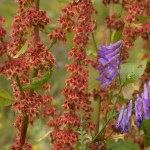 Blüten von Ampfer und Zaunwicke