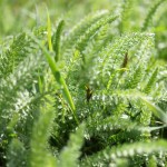 Blätter der Schafgarbe