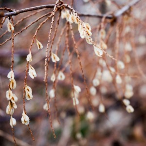 Samen des Jap. Riesenknöterichs