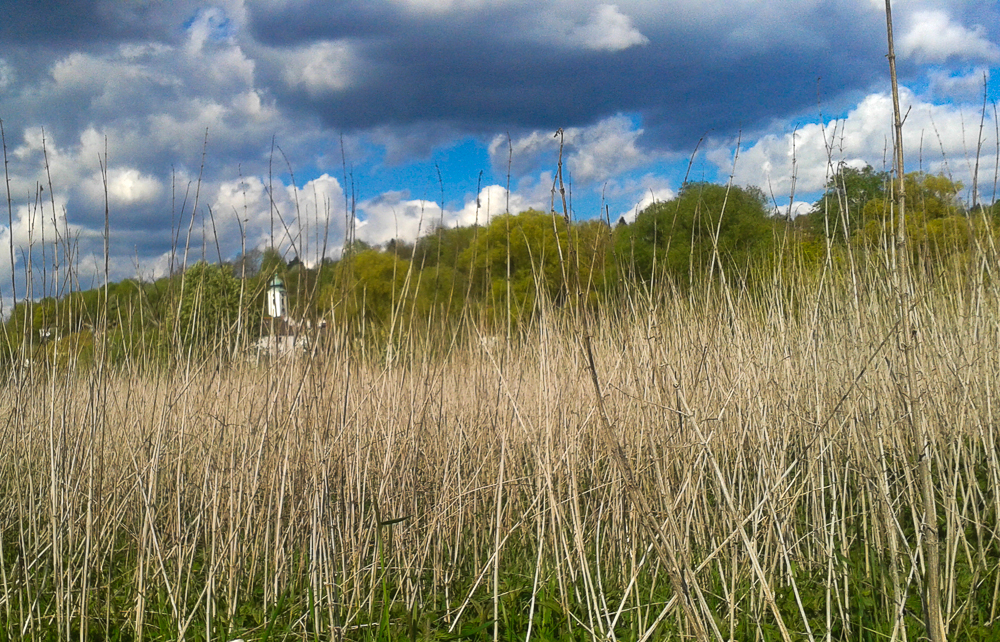 Wildpflanzenwanderungen von September bis Februar