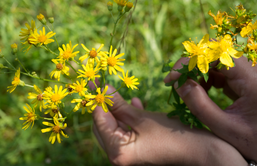 Monatliche Wildpflanzenwanderungen mit den&nbsp;Intensivgruppen