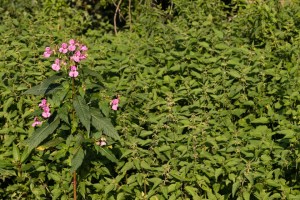 Indisches Springkraut und Brennnesseln