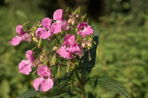 Indisches Springkraut mit Samenkapseln