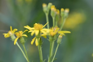 Fluß-Greiskraut (giftig)