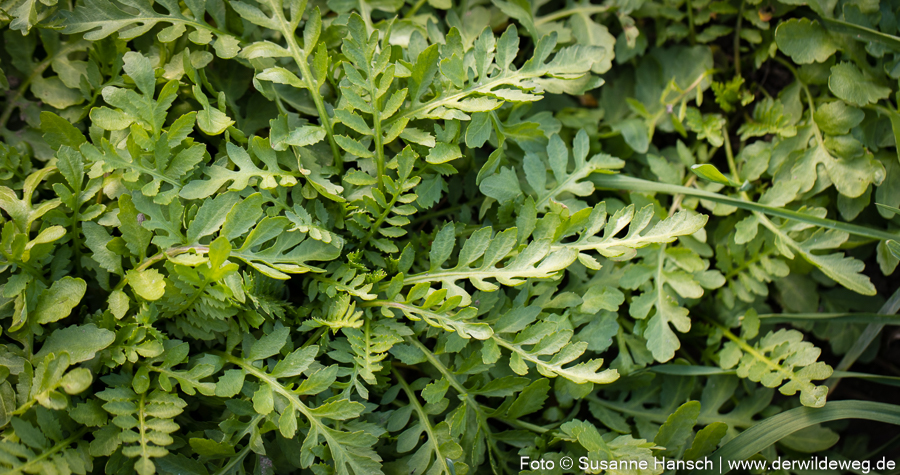 Frisches wildes Grün im Oktober – die Wilde&nbsp;Sumpfkresse