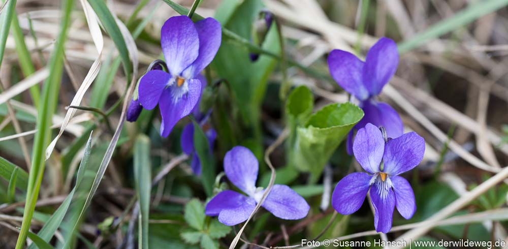 Neue Pflanzen im Sammelkalender für den April