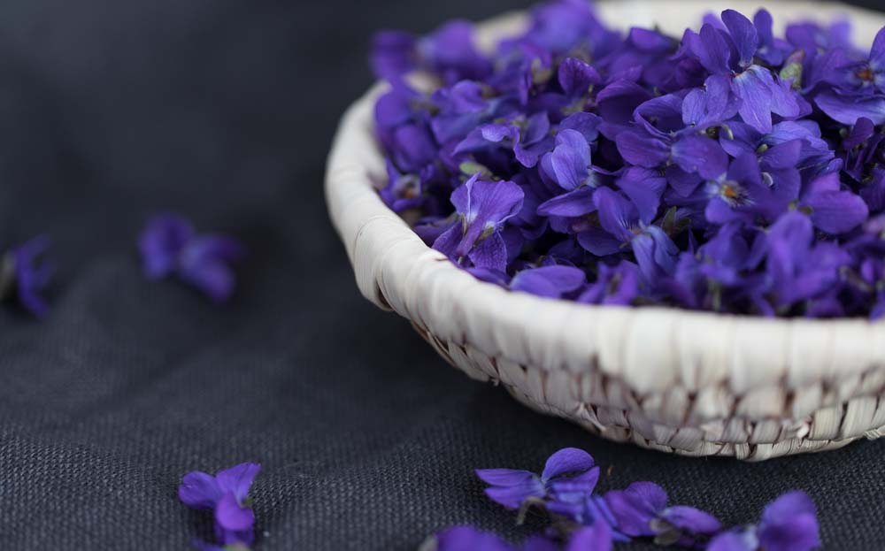 Der Duft des Echtes Veilchens – Viola&nbsp;odorata